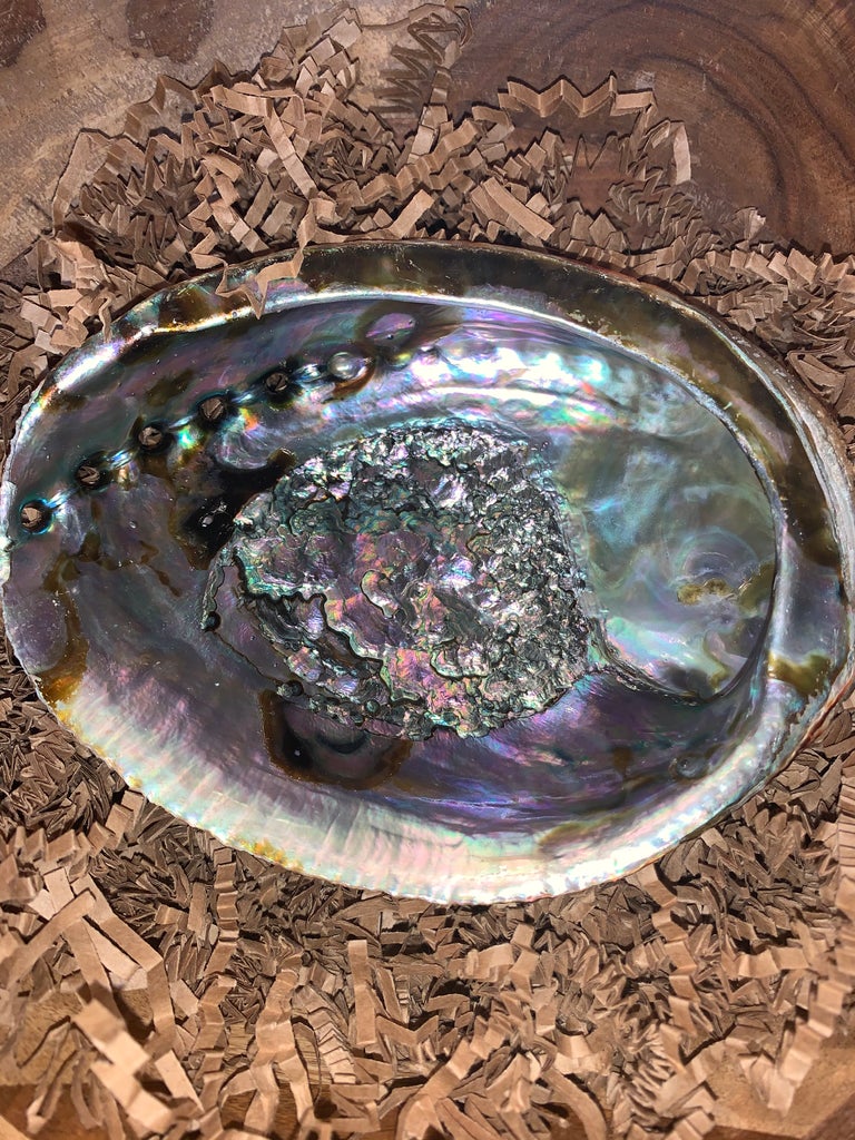 ABALONE SHELL